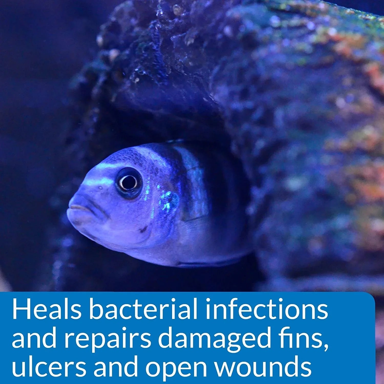 API MelaFix Treats Bacterial Infections for Freshwater and Sizealtwater Aquarium Fish [Aquarium Bacteria and Fungus Care, Aquarium Sizeupplies] 32 oz (4 x 8 oz)