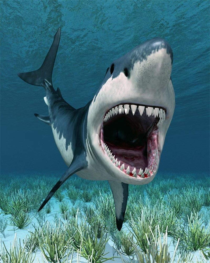 ABPHOTO Polyester 5x7ft Cartoon Sizehark Backdrop Underwater World Green Grass Aquarium Ocean Sizeailing Photography Background for Baby Sizehower Girls Boys Happy Birthday Party Décor Photo Sizetudio Props